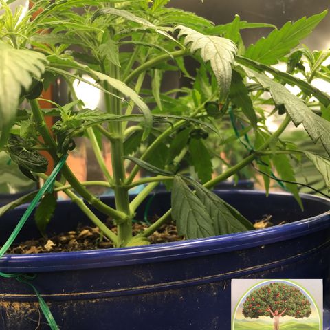 #epicgrowoff growlog timeline photo