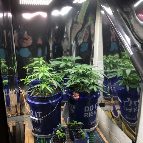 #epicgrowoff growlog timeline photo