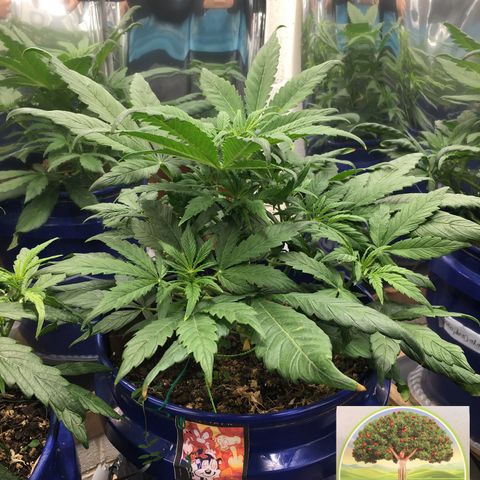 #epicgrowoff growlog timeline photo