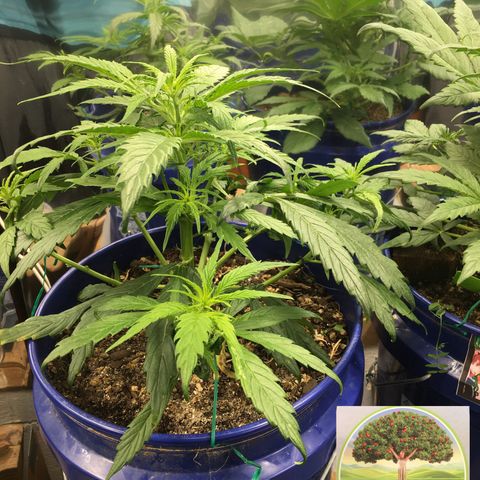 #epicgrowoff growlog timeline photo