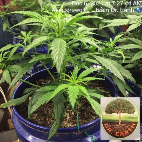 #epicgrowoff growlog timeline photo