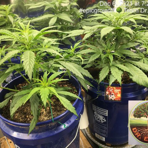 #epicgrowoff growlog timeline photo