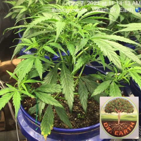 #epicgrowoff growlog timeline photo