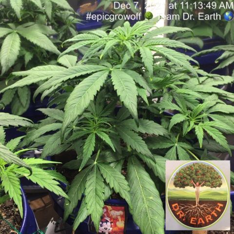 #epicgrowoff growlog timeline photo