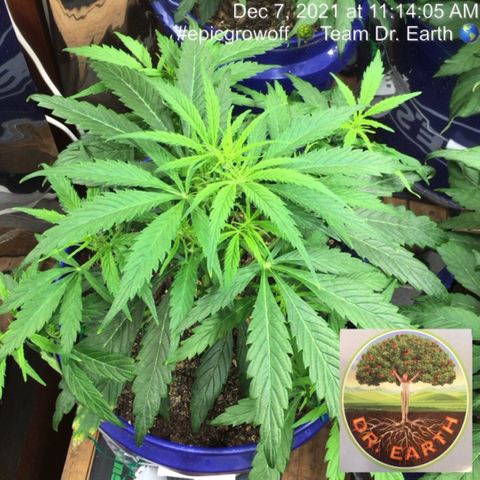 #epicgrowoff growlog timeline photo