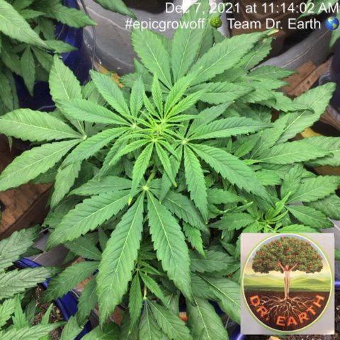 #epicgrowoff growlog timeline photo
