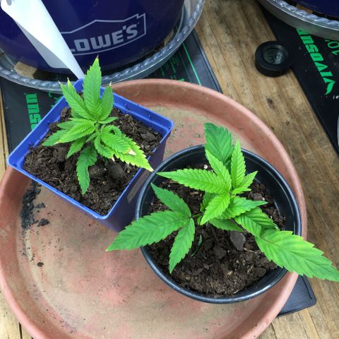 Cheese puffs growlog timeline photo