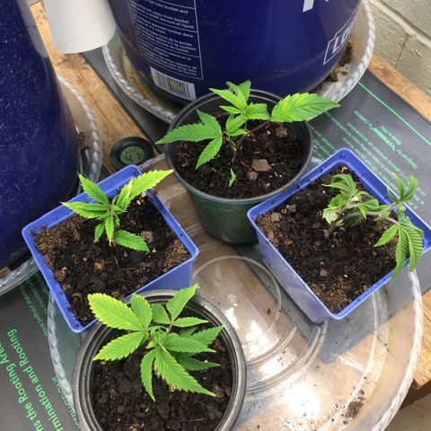 Cheese puffs growlog timeline photo