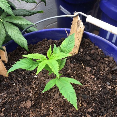 Cheese puffs growlog timeline photo
