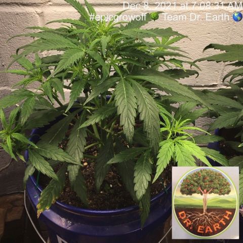 #epicgrowoff growlog timeline photo