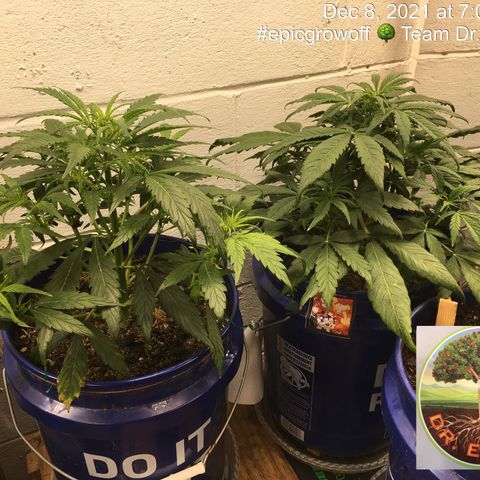 #epicgrowoff growlog timeline photo