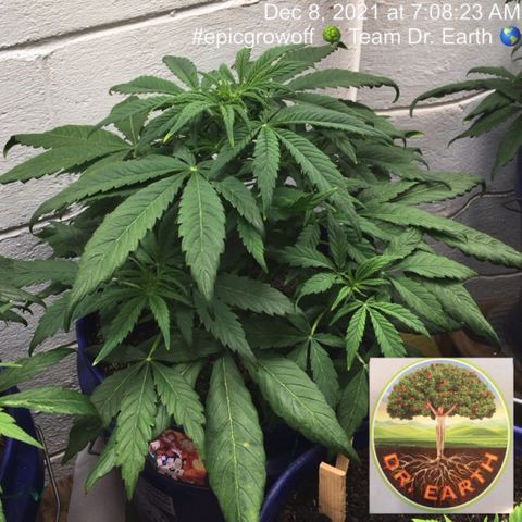 #epicgrowoff growlog timeline photo