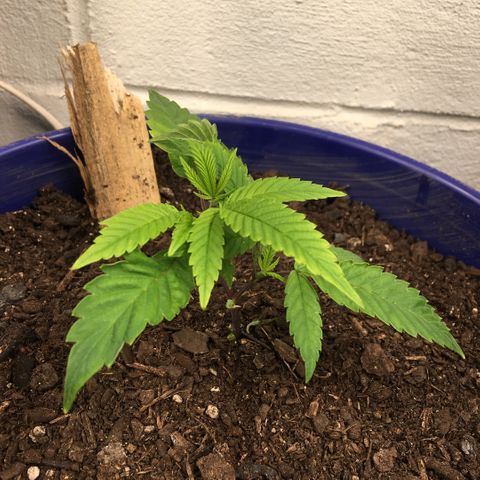 Cheese puffs growlog timeline photo