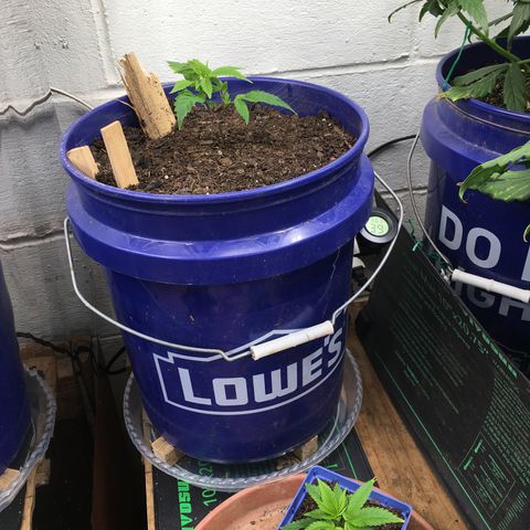 Cheese puffs growlog timeline photo