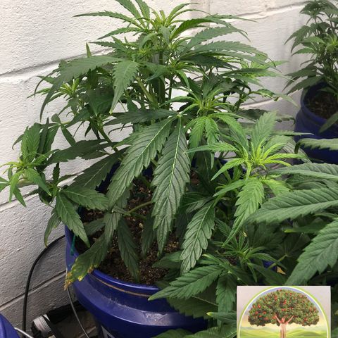 #epicgrowoff growlog timeline photo