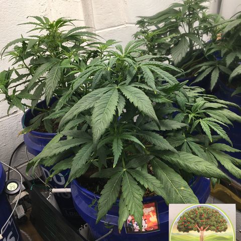 #epicgrowoff growlog timeline photo