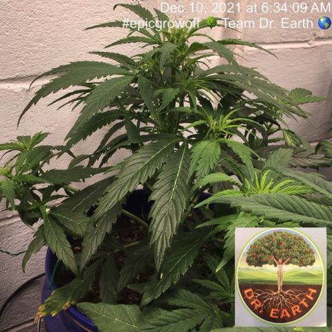 #epicgrowoff growlog timeline photo