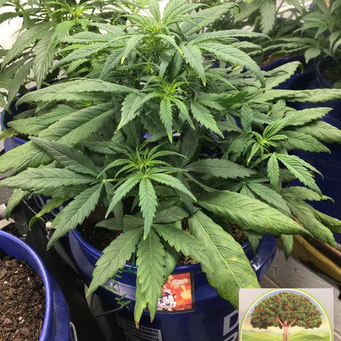 #epicgrowoff growlog timeline photo