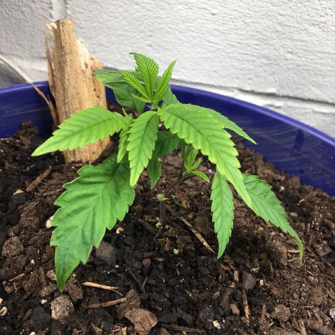 Cheese puffs growlog timeline photo