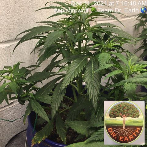 #epicgrowoff growlog timeline photo