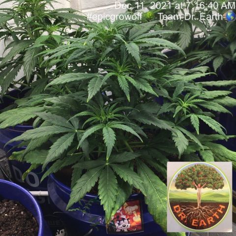 #epicgrowoff growlog timeline photo