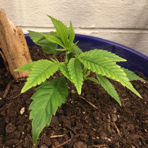 Cheese puffs growlog timeline photo