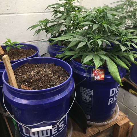 #epicgrowoff growlog timeline photo