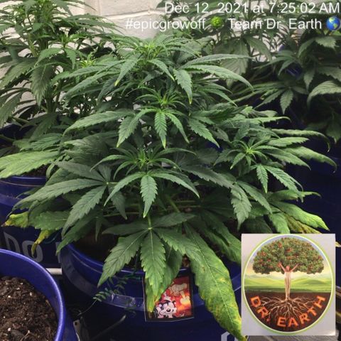 #epicgrowoff growlog timeline photo