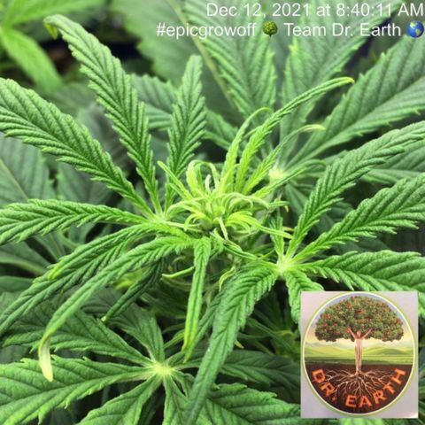 #epicgrowoff growlog timeline photo
