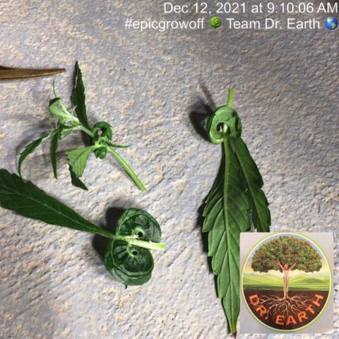 #epicgrowoff growlog timeline photo
