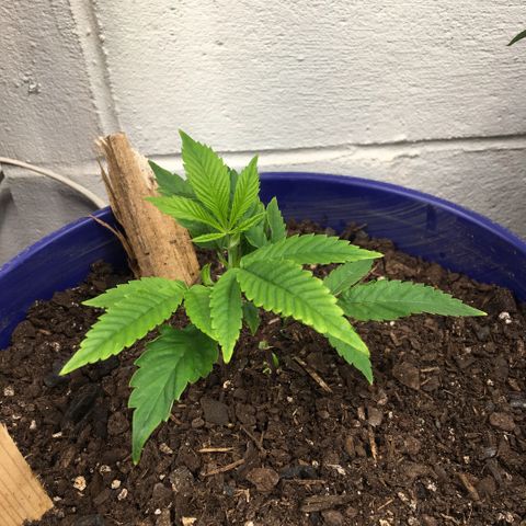 Cheese puffs growlog timeline photo