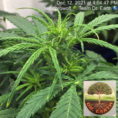 #epicgrowoff growlog photo: X