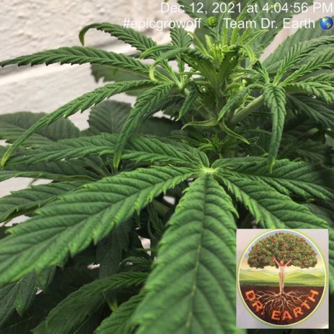 #epicgrowoff growlog photo: X
