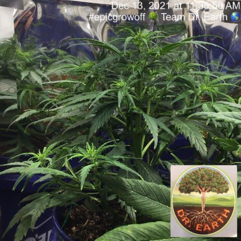 #epicgrowoff growlog timeline photo