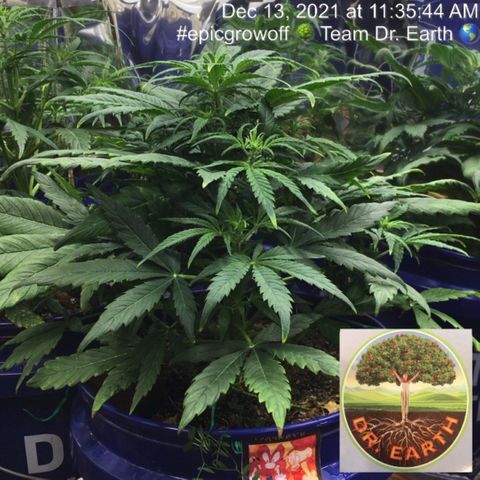#epicgrowoff growlog timeline photo