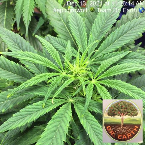 #epicgrowoff growlog timeline photo