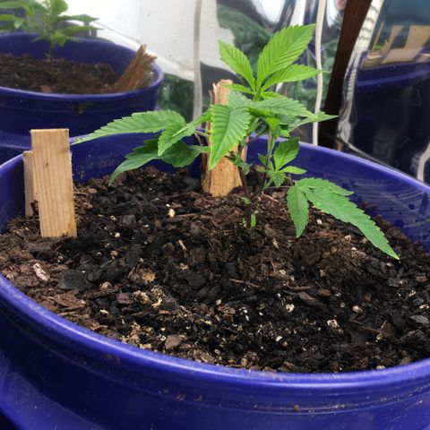 Cheese puffs growlog timeline photo