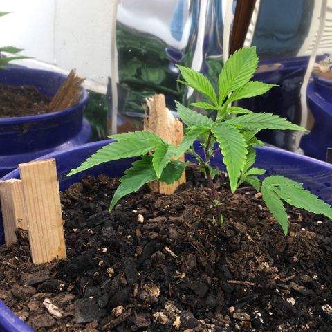 Cheese puffs growlog timeline photo