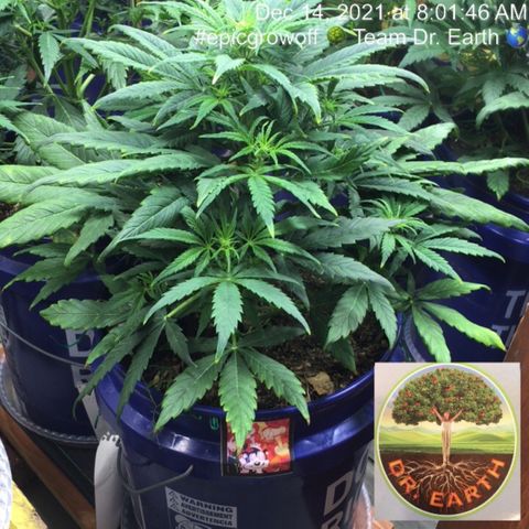 #epicgrowoff growlog timeline photo