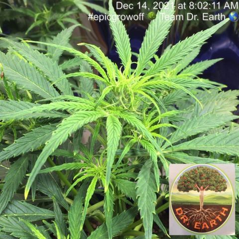 #epicgrowoff growlog timeline photo