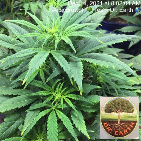 #epicgrowoff growlog timeline photo