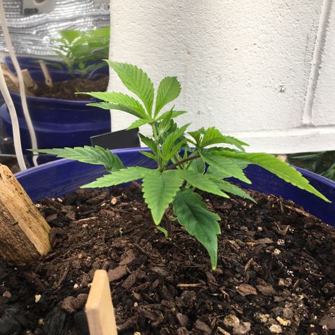 Cheese puffs growlog timeline photo