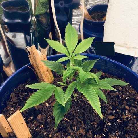 Cheese puffs growlog timeline photo