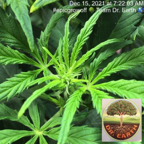 #epicgrowoff growlog timeline photo