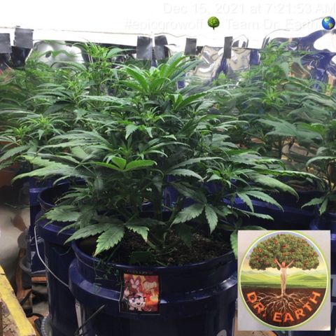 #epicgrowoff growlog timeline photo
