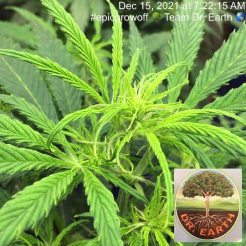 #epicgrowoff growlog timeline photo