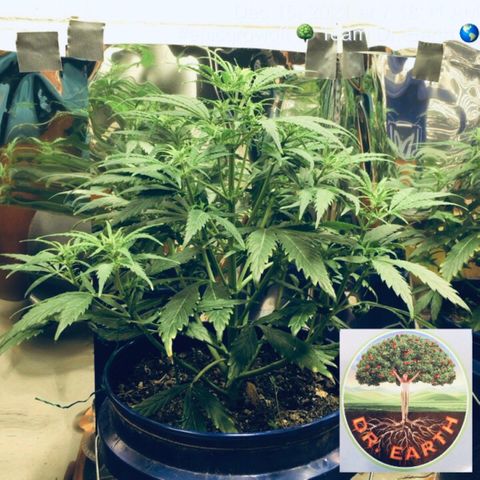 #epicgrowoff growlog timeline photo