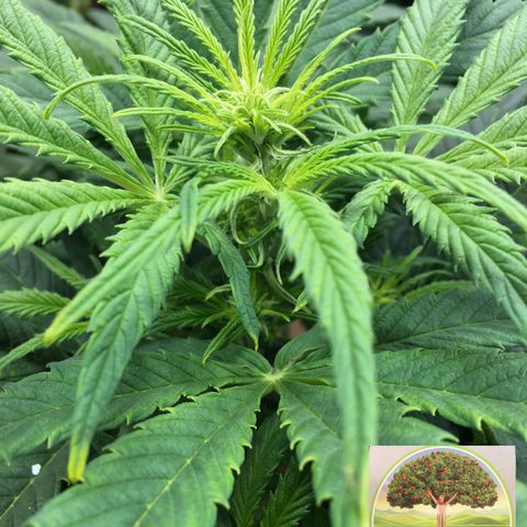 #epicgrowoff growlog timeline photo
