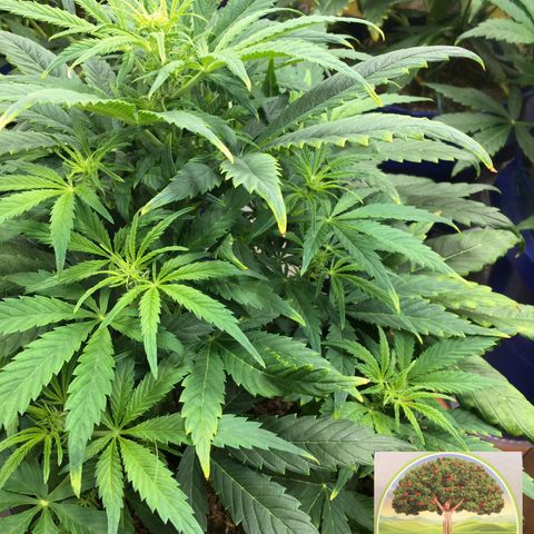 #epicgrowoff growlog timeline photo