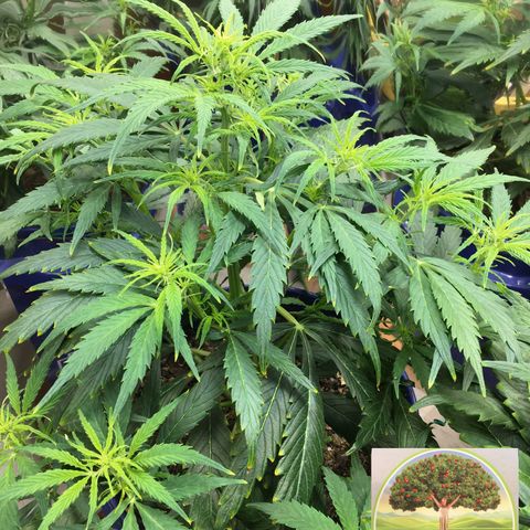 #epicgrowoff growlog timeline photo
